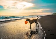 dog on beach