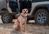 Dog with sunglasses outside